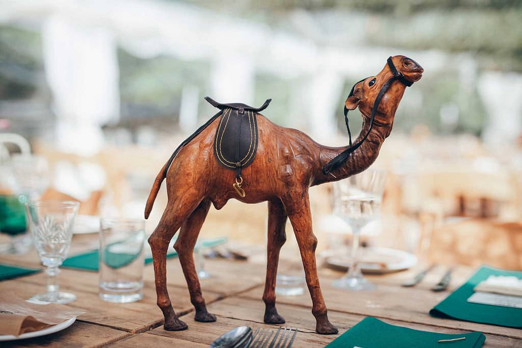 Camel at wedding